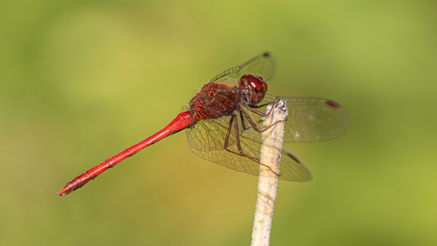 male Autumn Meadowhawk, Sympetrum vicinum