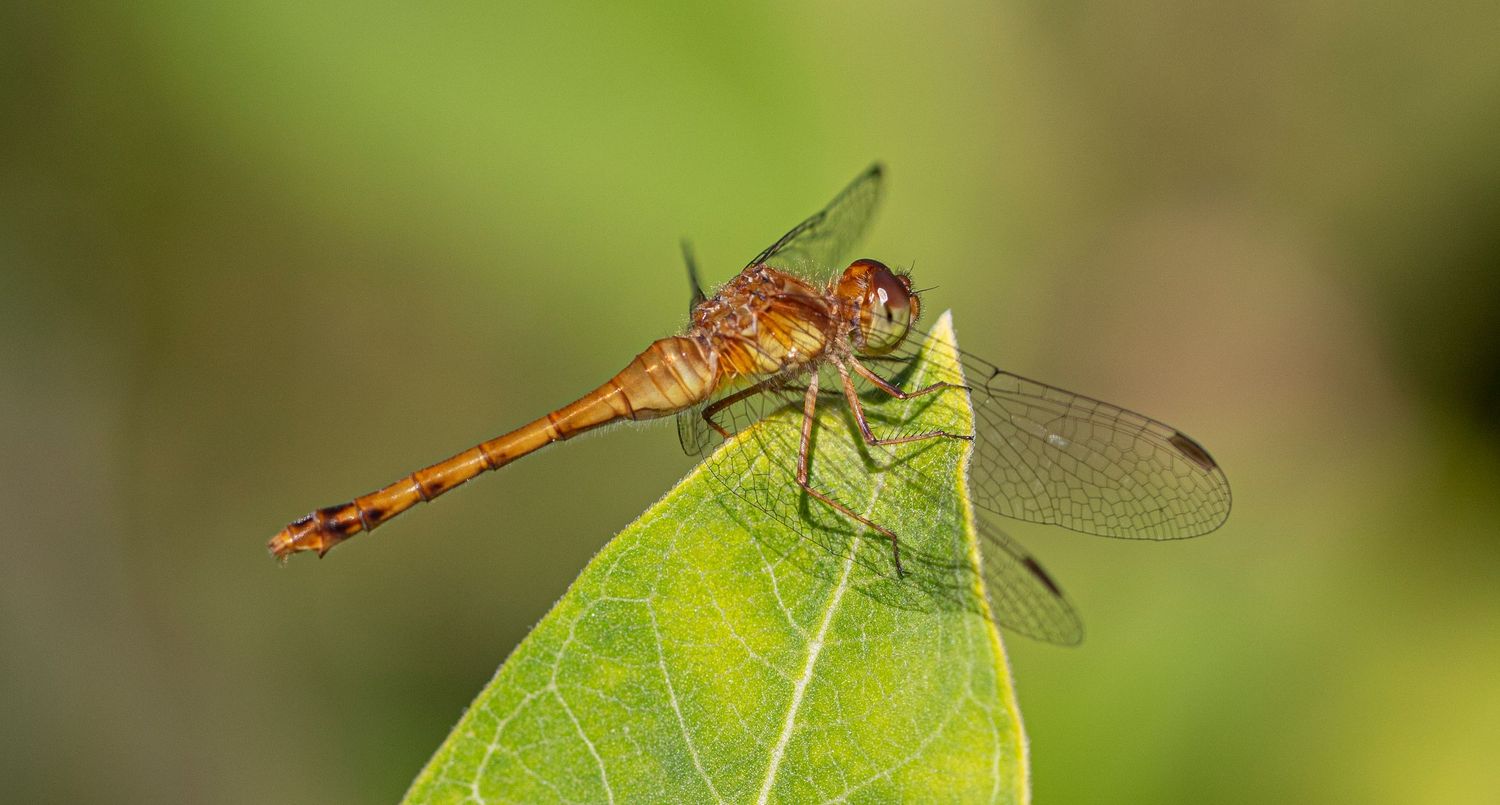 Teneral female Autumn Meadowhawk, Sympetrum vicinum