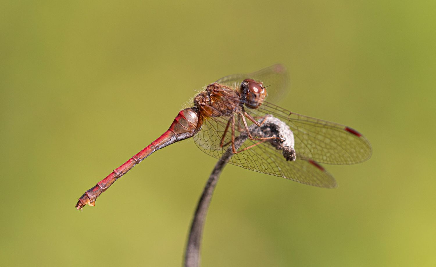 fermale Autumn Meadowhawk, Sympetrum vicinum