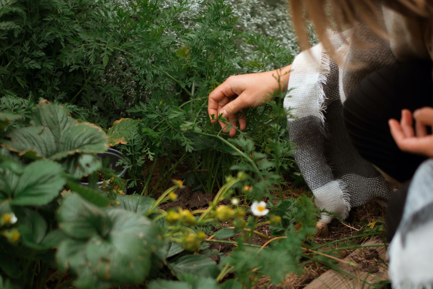 Person harvesting fresh herbs and plants in a lush garden, surrounded by green foliage and wildflowers.