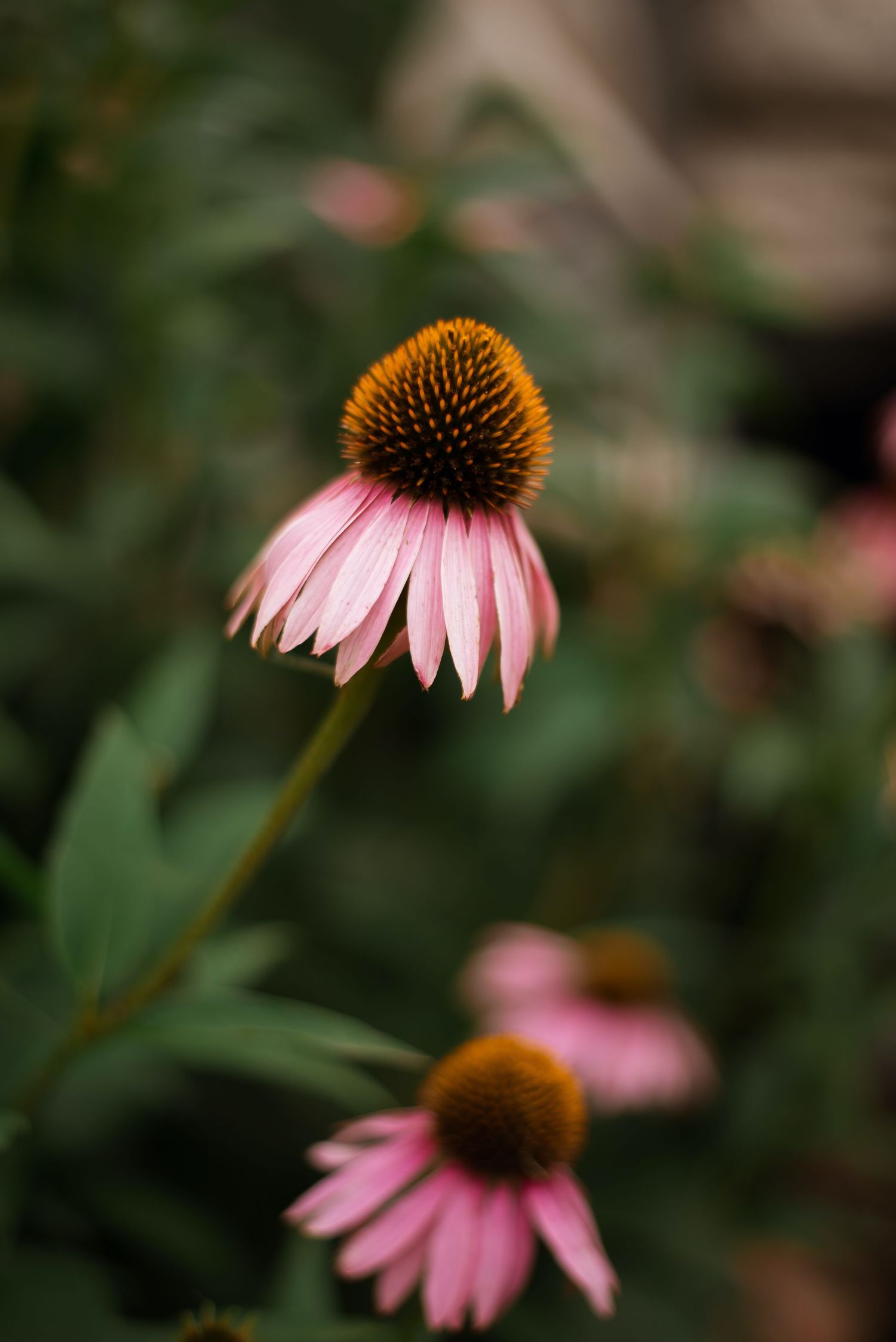 Pink echinacea coneflowers in bloom with orange-brown centers, set against a soft green garden background.