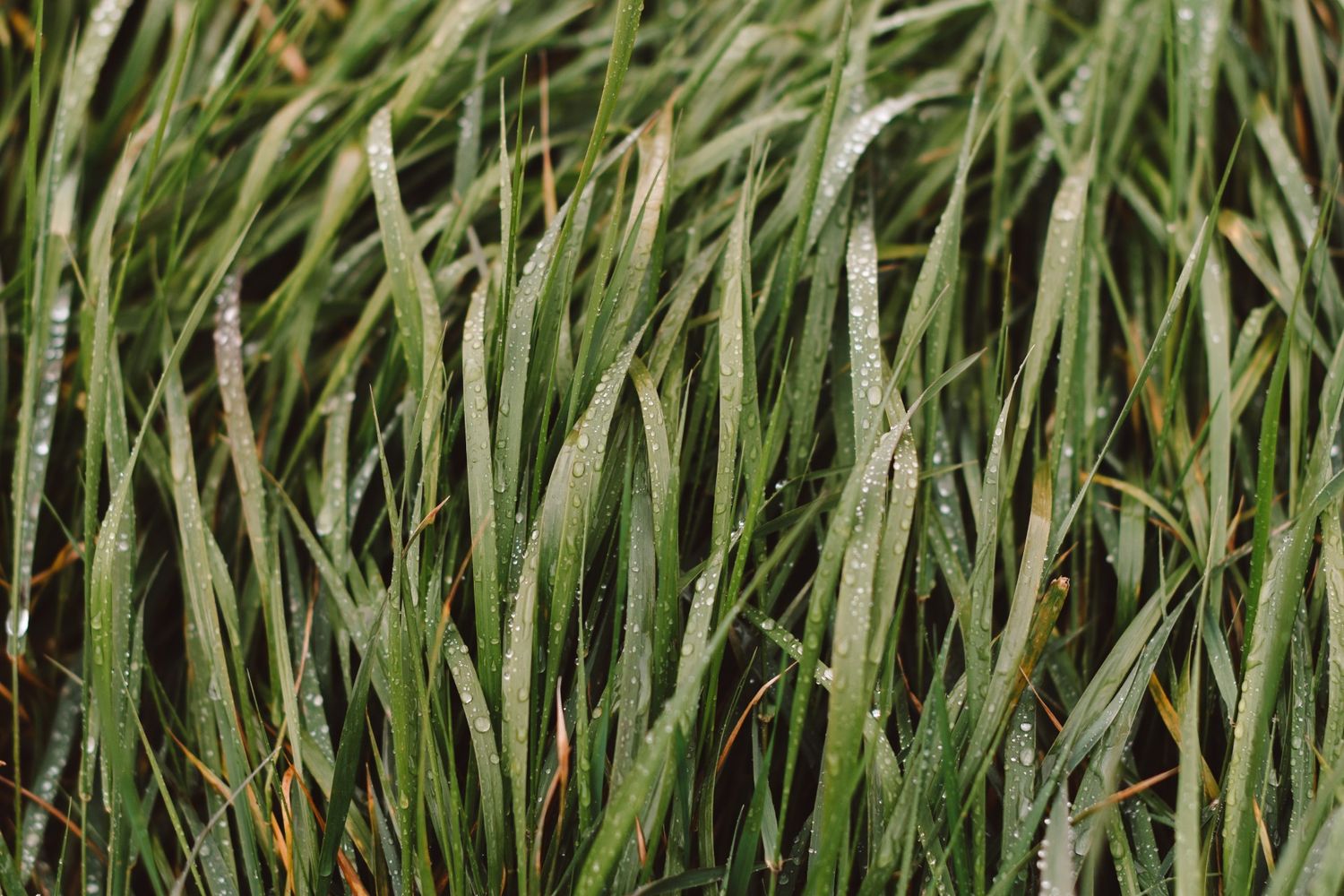 Rain drops on grass