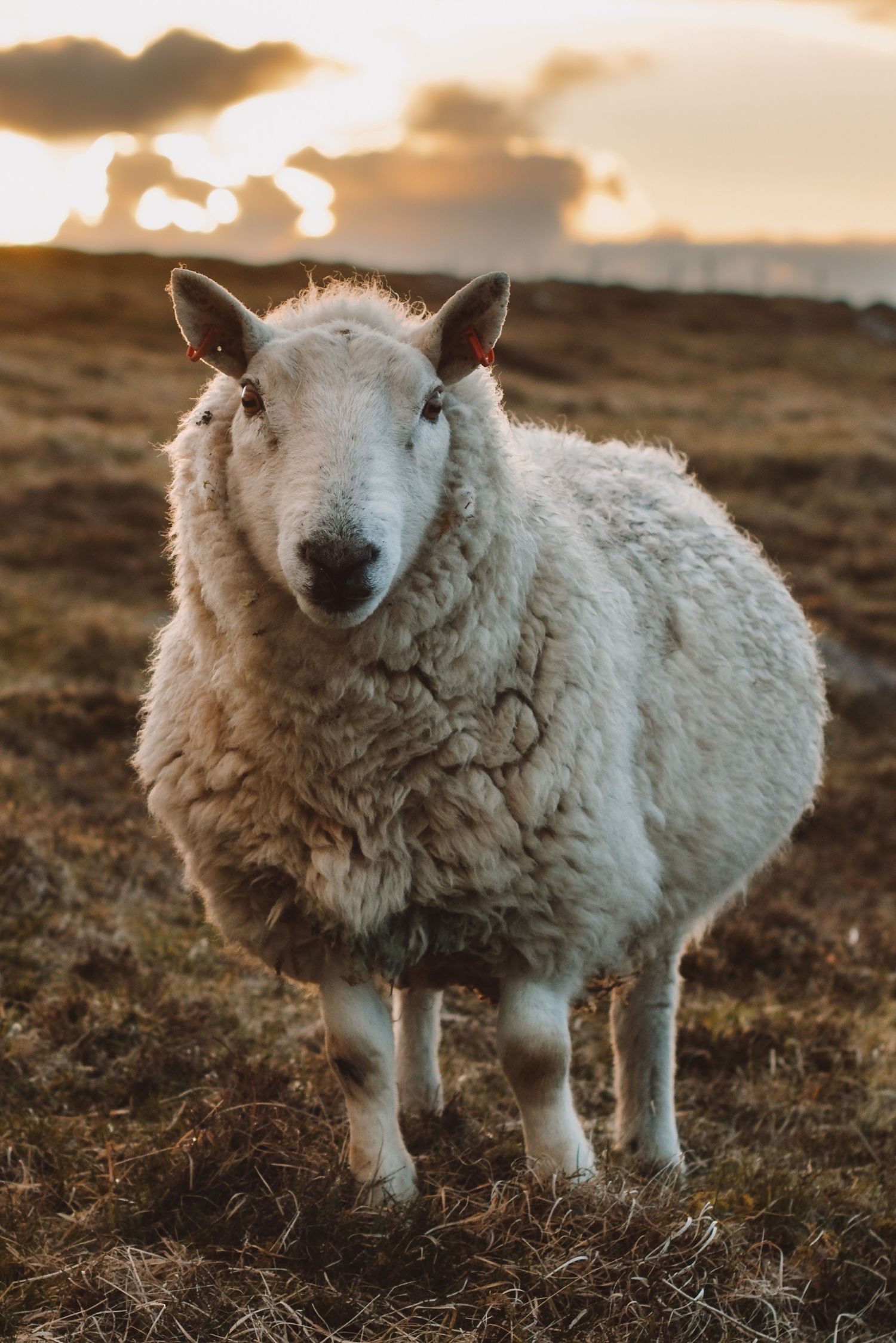 Sheep looking straight ahead
