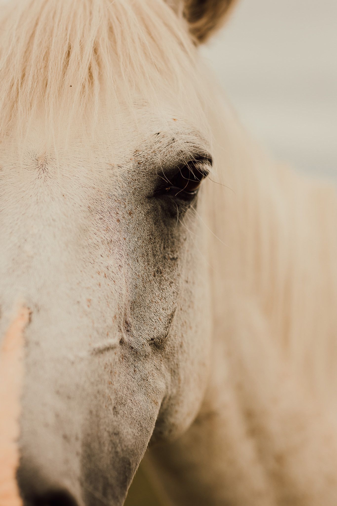 Close-up portrait of a white horse's eye and face showing intricate details in soft lighting.