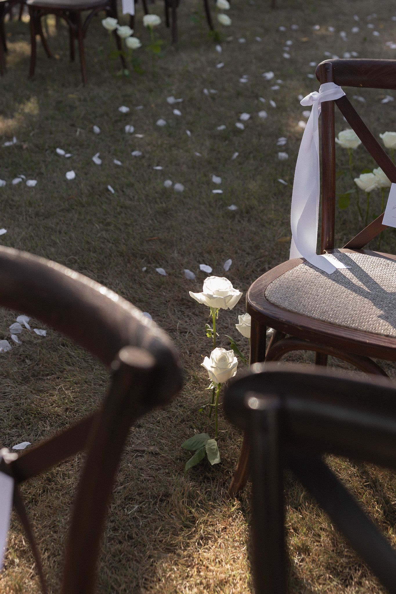 White roses and ribbon decorations on wooden chairs at an outdoor wedding ceremony on grass.