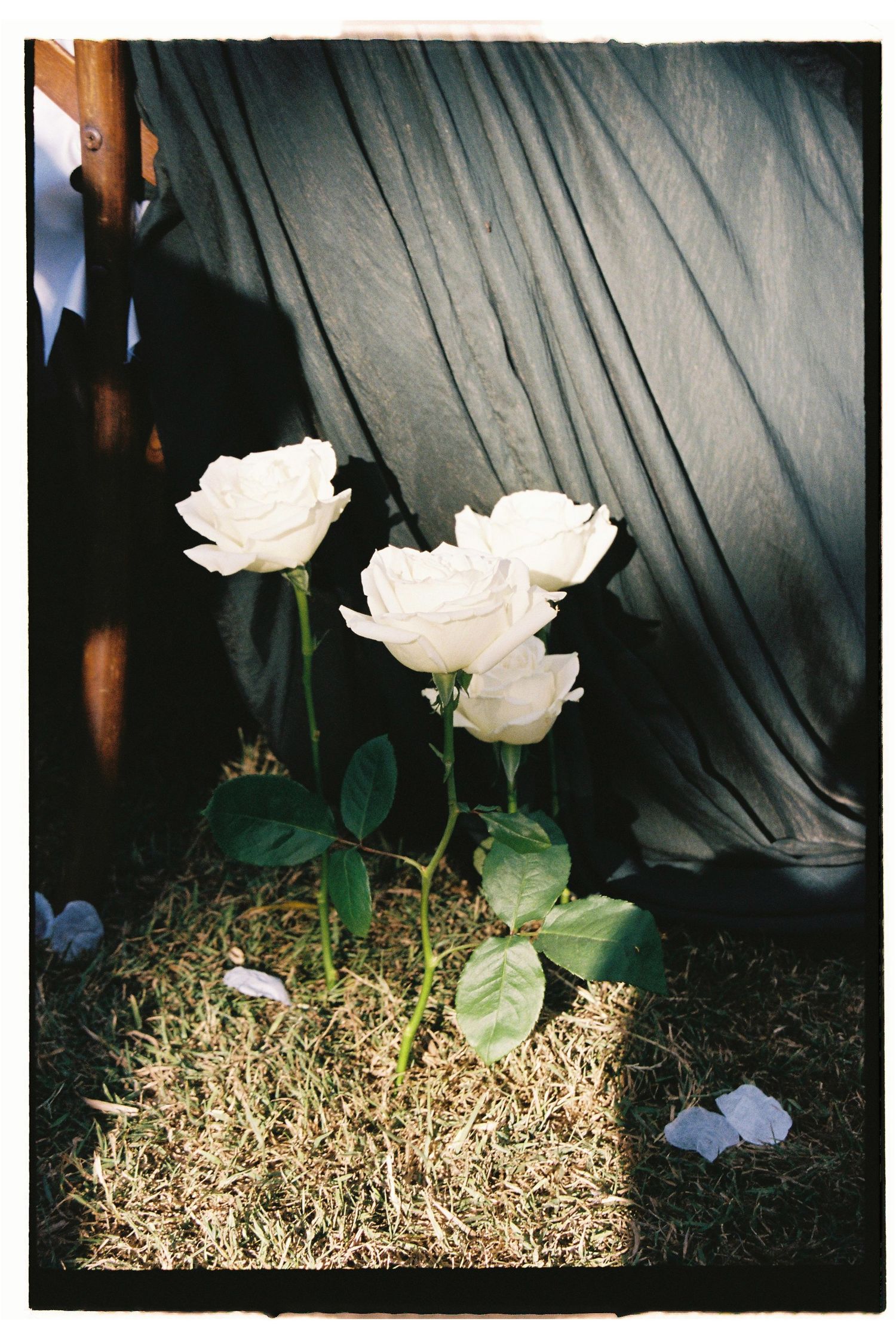 Three white roses growing from hay on ground against dark draped fabric backdrop in natural outdoor setting.