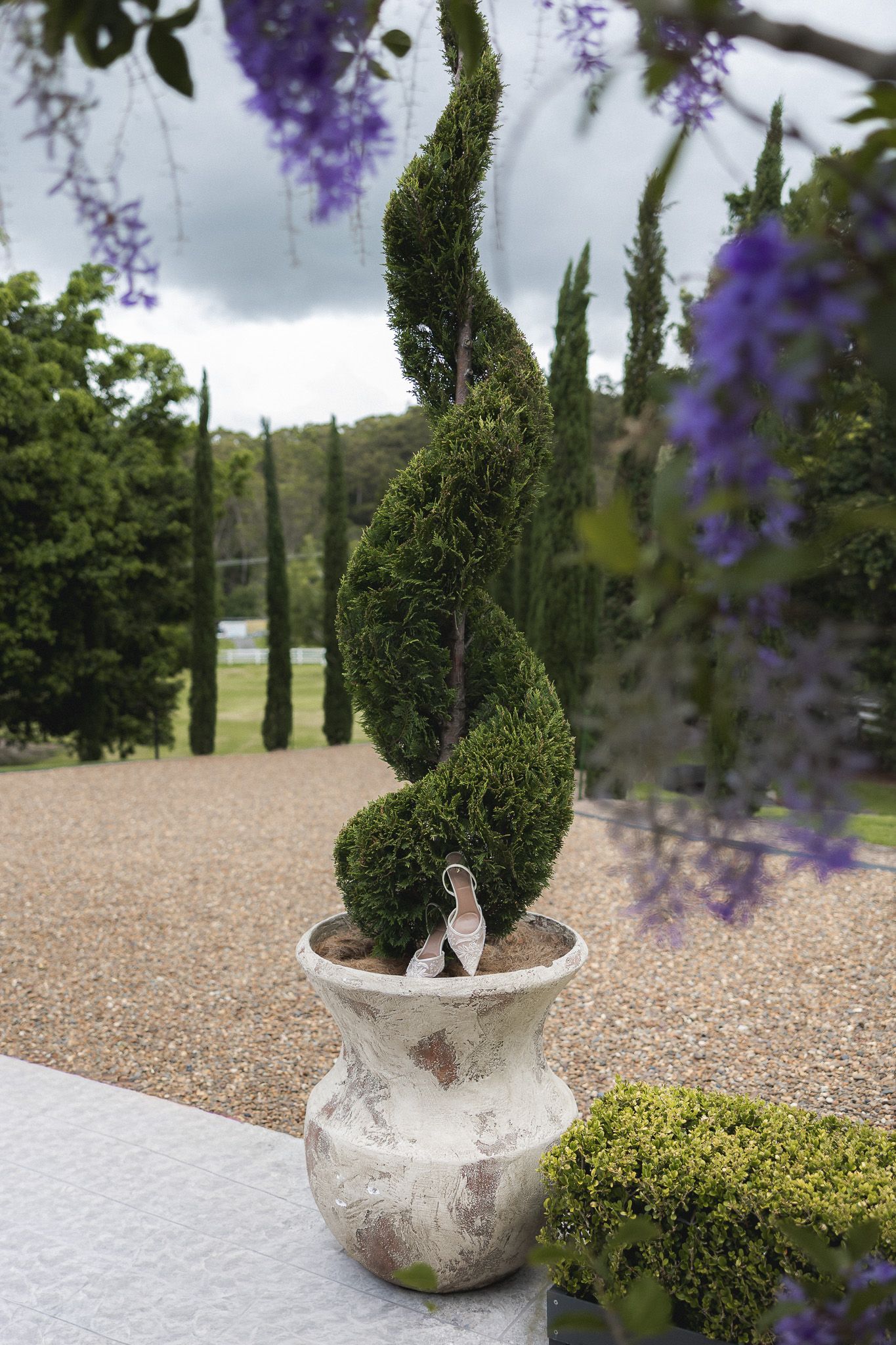 Spiral topiary in rustic stone pot on gravel path framed by purple wisteria at garden venue.