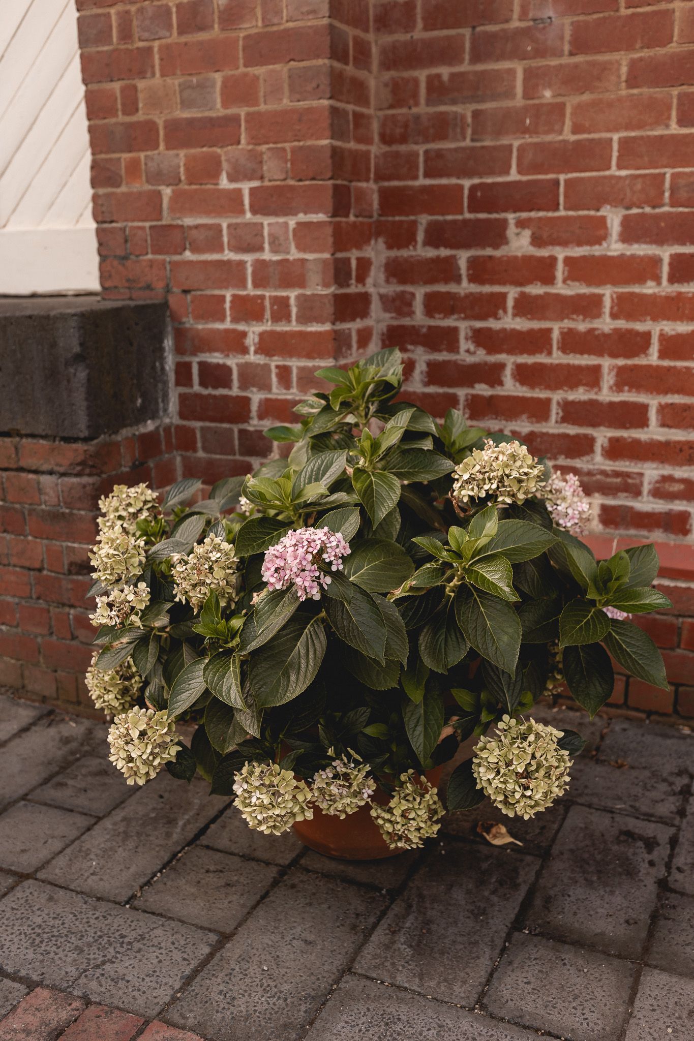 Potted hydrangea plant with white and pink blooms against a red brick wall on cobblestone pavement.