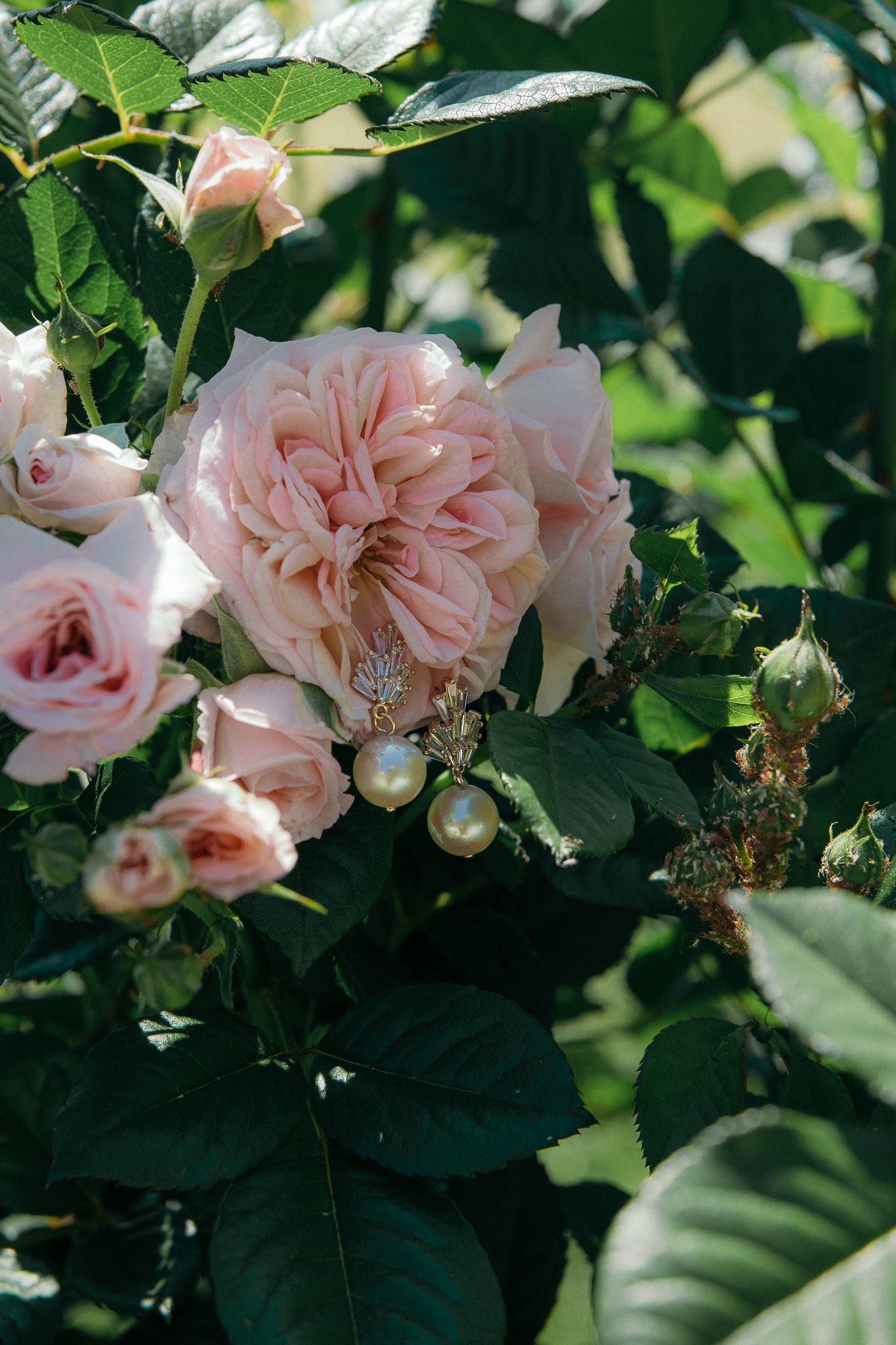 Pearl drop earrings resting among blooming pink garden roses and green leaves.
