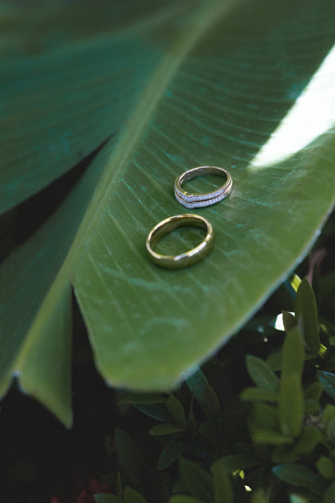 Two gold wedding rings rest on a large green tropical leaf in a garden setting.
