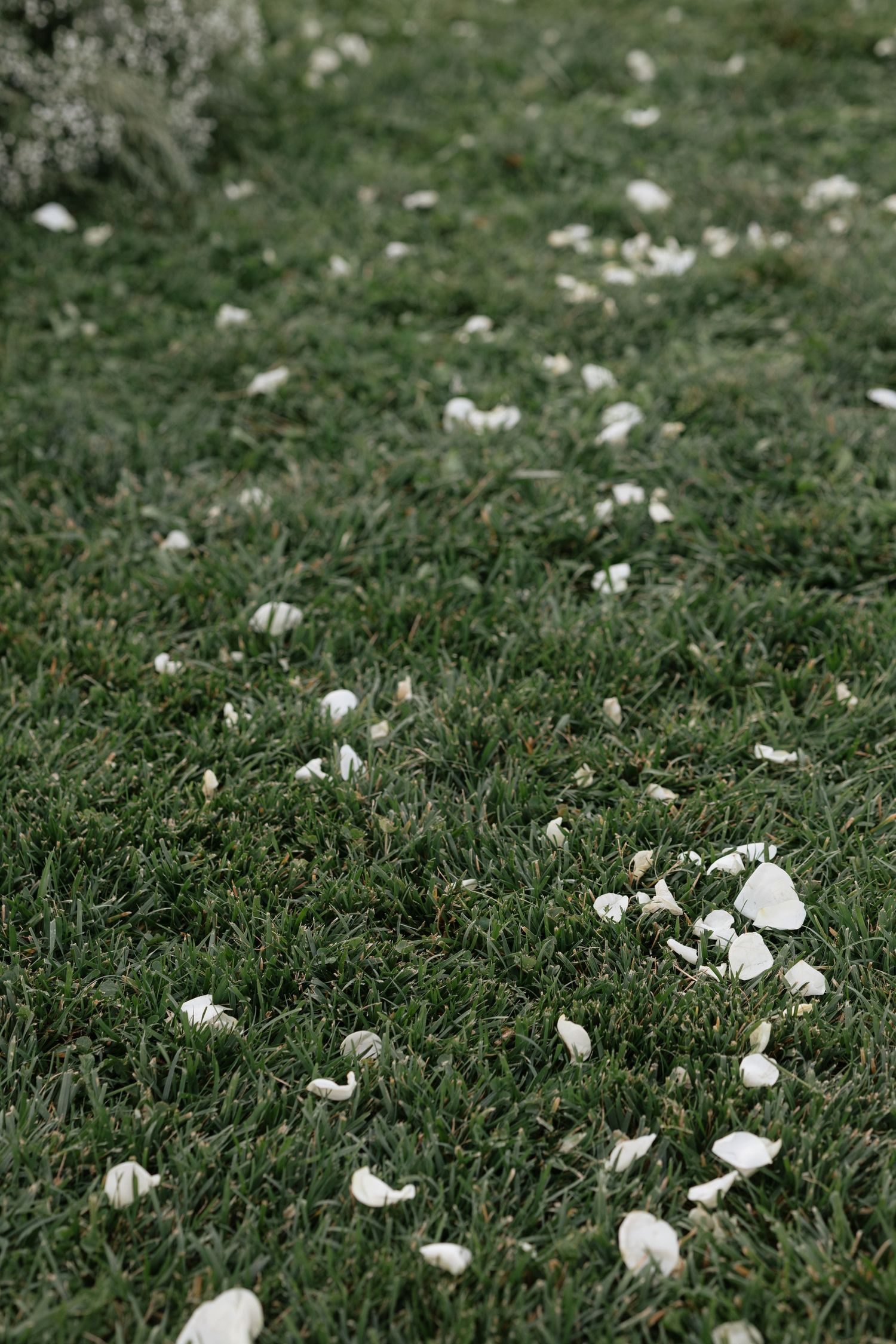 White flower petals scattered across lush green grass, creating a serene natural carpet outdoors.