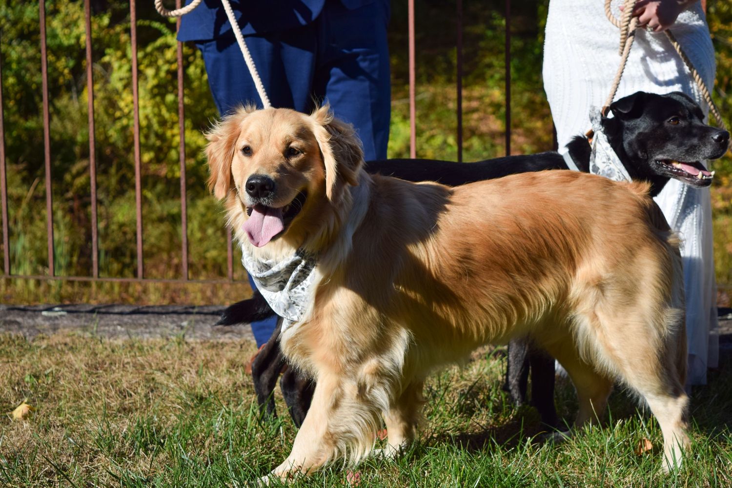 A happy golden retriever dog wearing a bandana stands on grass near a metal fence in sunlight.