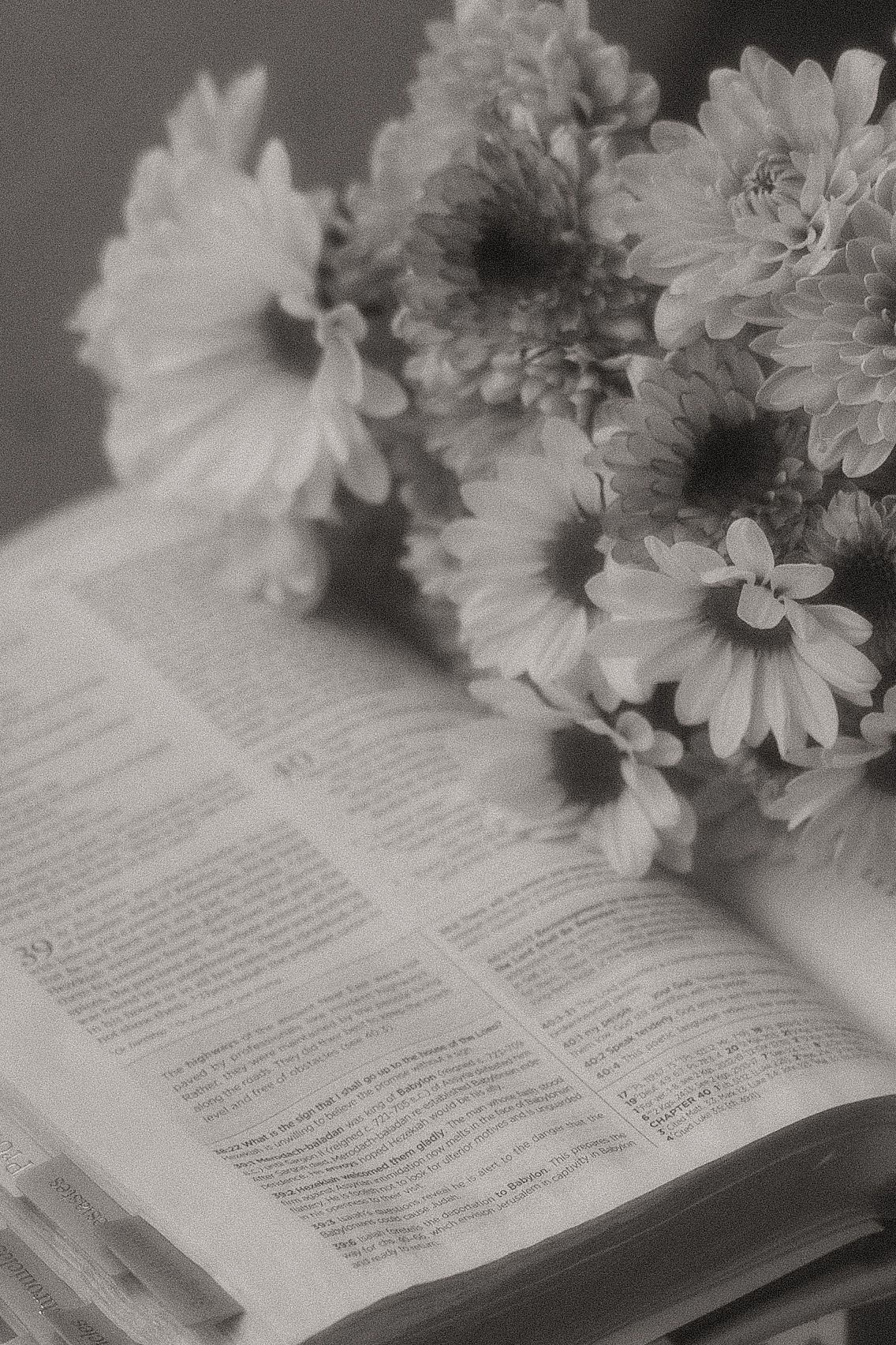 Black and white photo of daisies resting on open book pages.