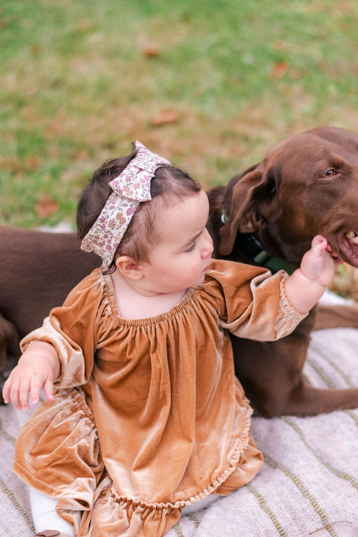 toddler petting dog during lifestyle family photo session in Chicago suburbs