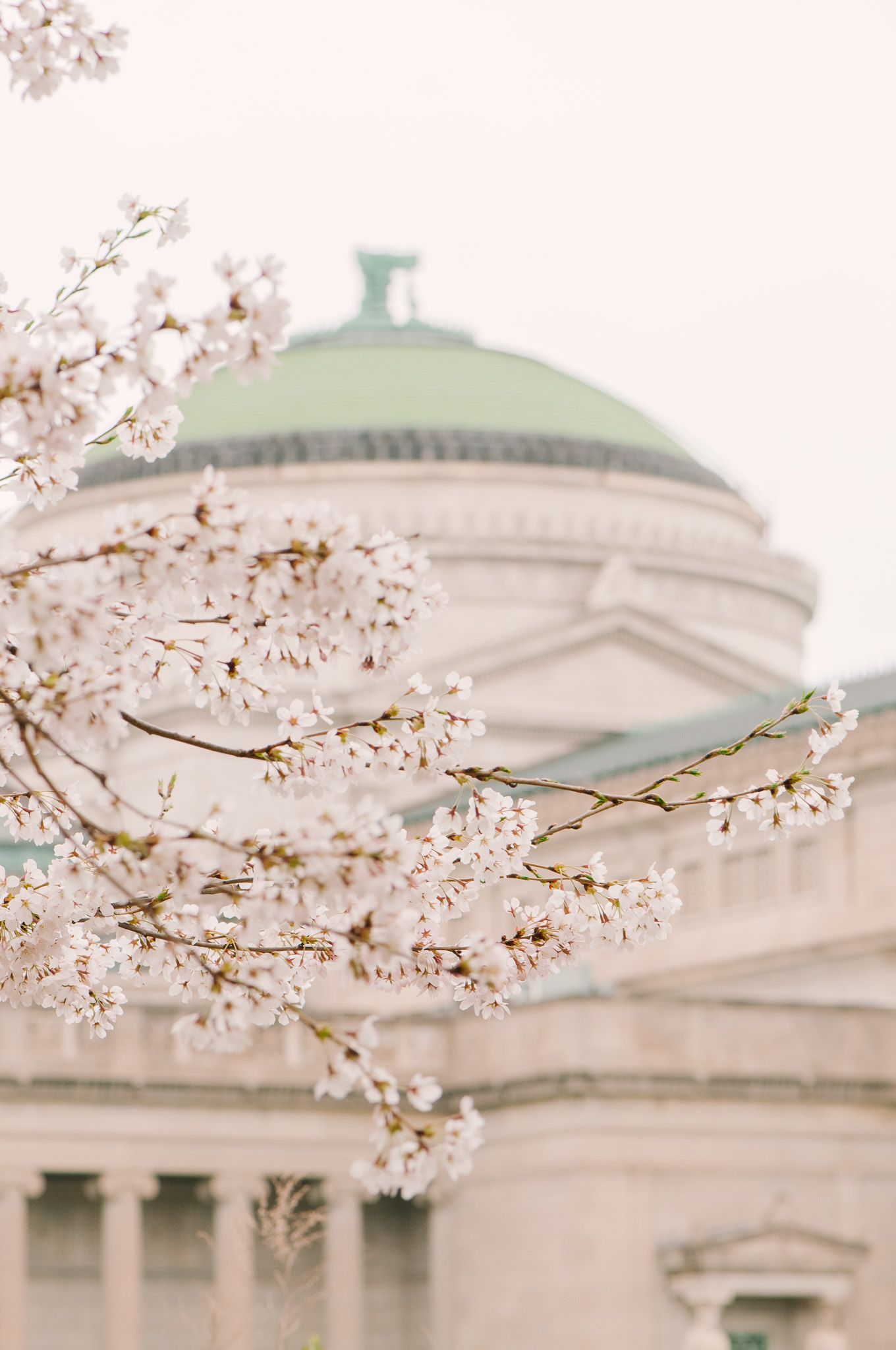 Spring cherry blossoms at Jackson Park