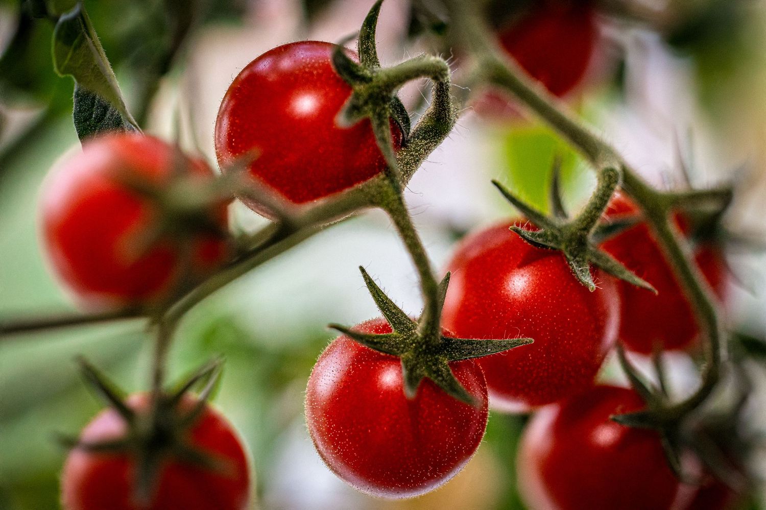 Fresh red tomatoes growing on vines with natural light and shallow depth of field.