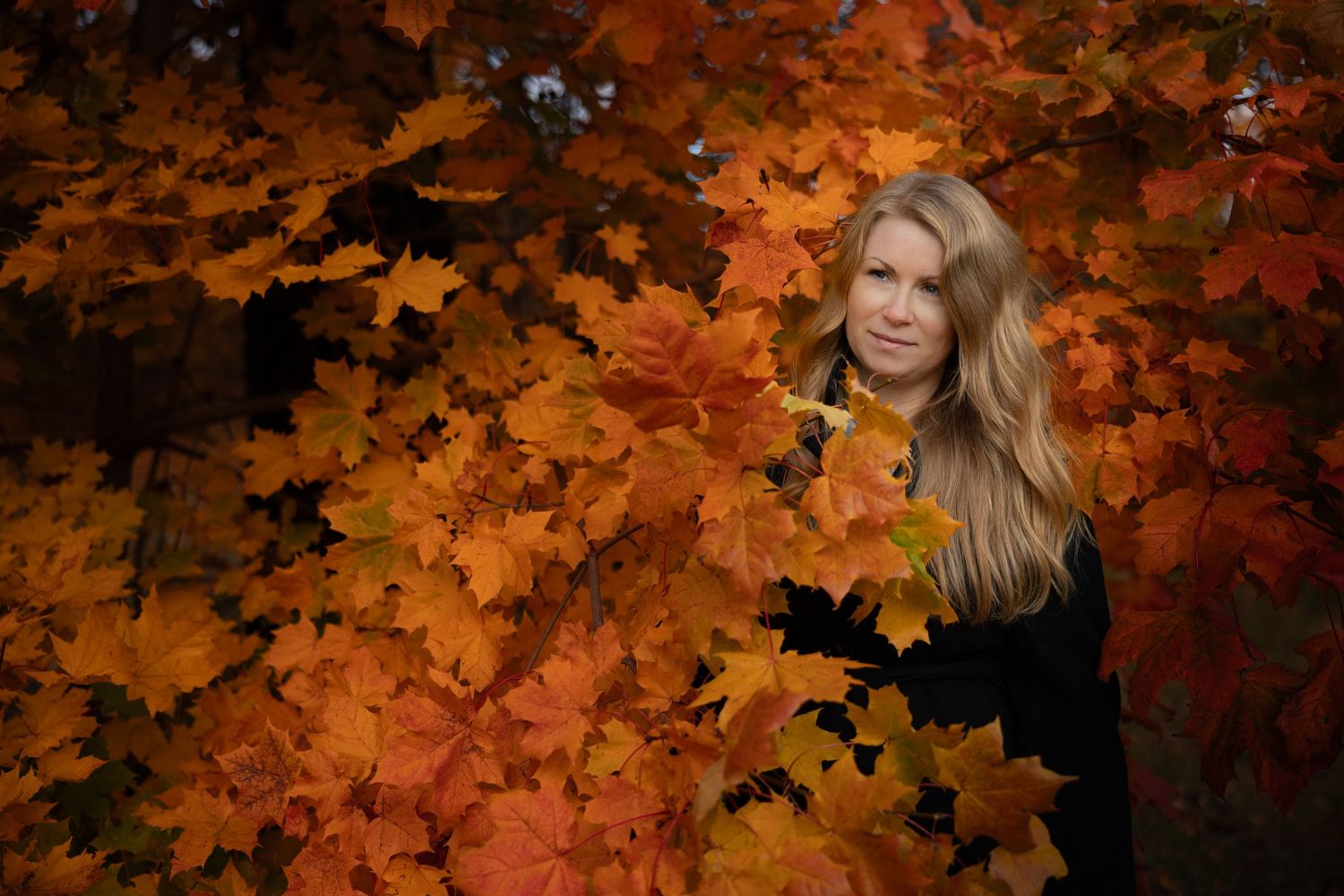 Autumn leaves in vibrant orange and red colors creating a natural background pattern.