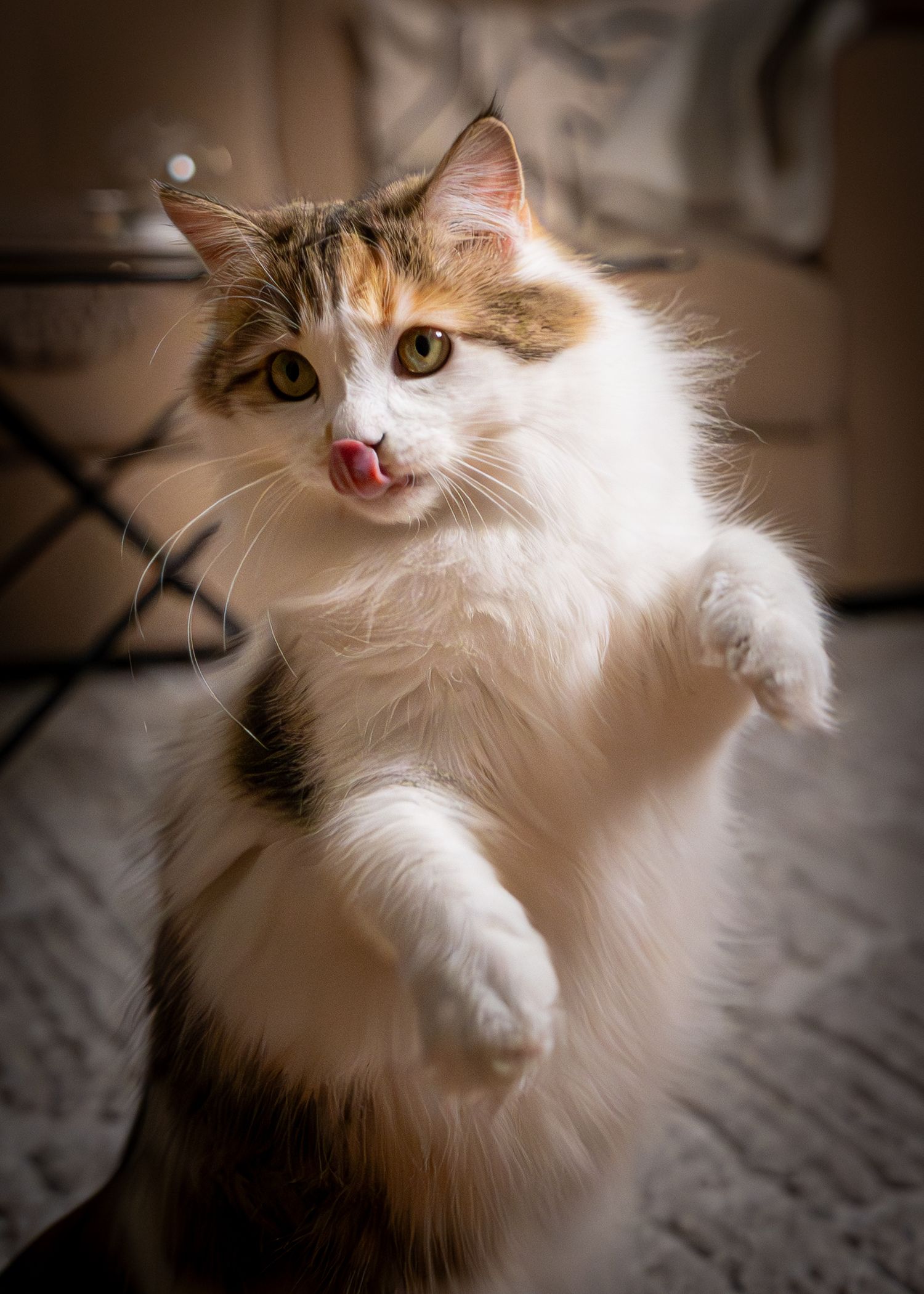 Fluffy white and brown cat looking at camera with expressive eyes and soft fur.