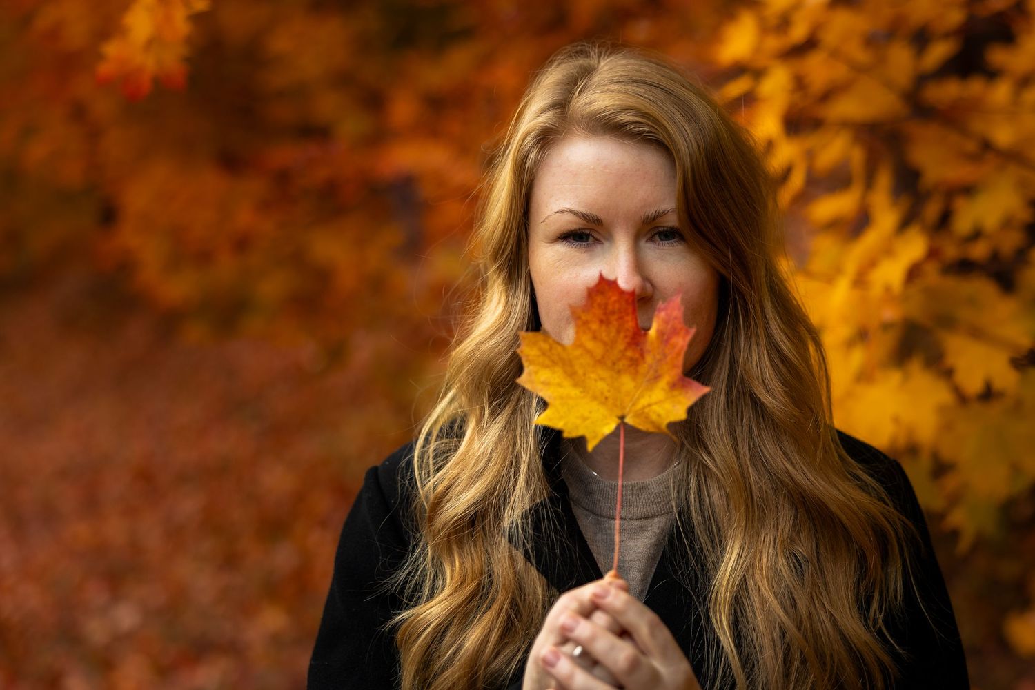 Autumn scene with golden maple leaves and warm lighting in background.