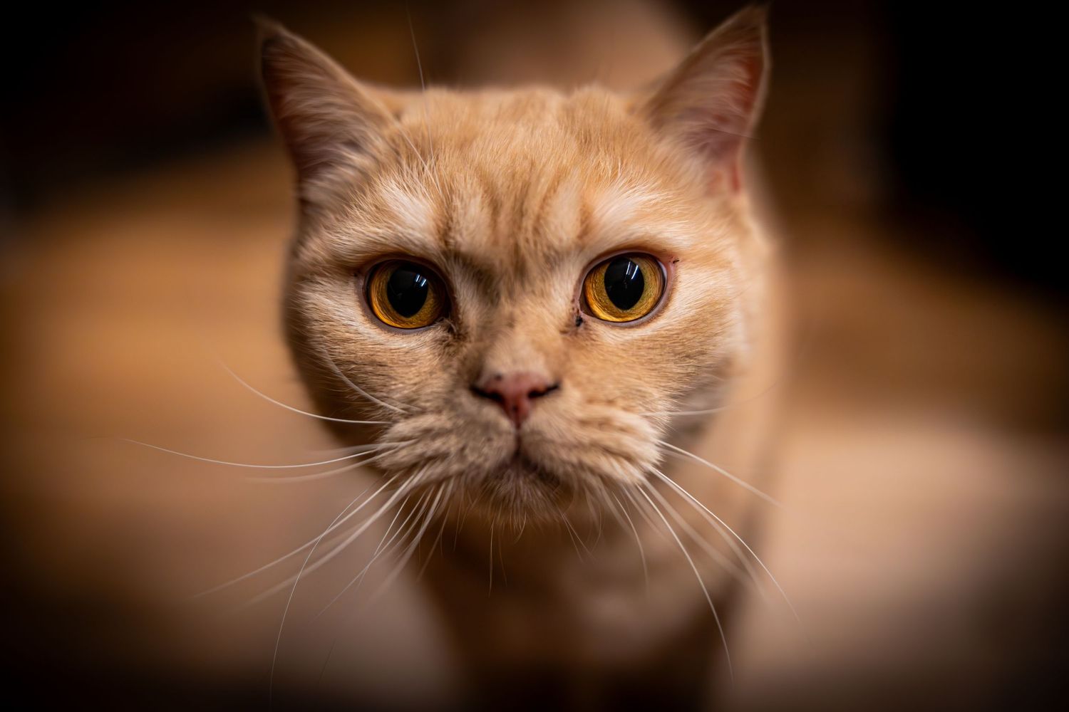 Close-up series of a cream colored cat's face with golden eyes against dark background.