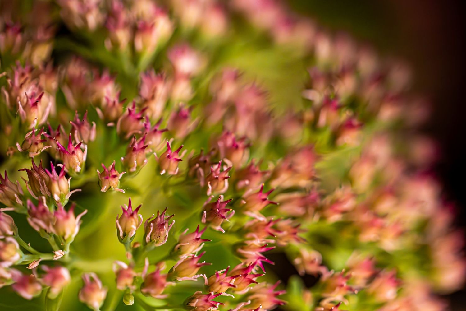 Pink sedum flowers in bloom with soft bokeh background effect.