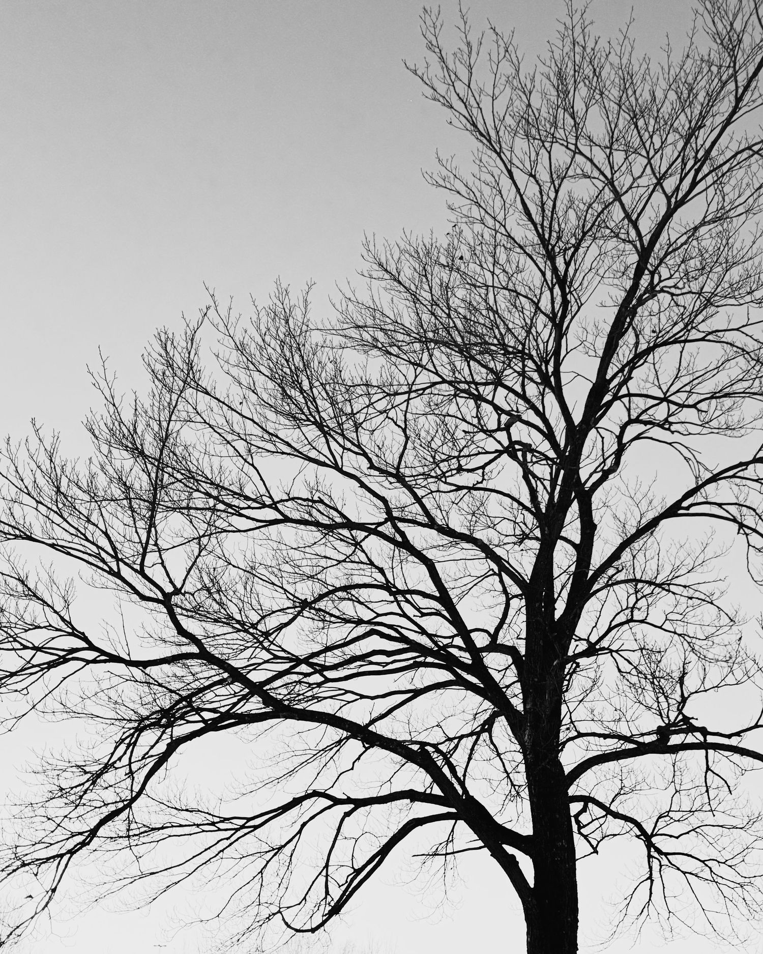 Silhouette of bare tree branches against light sky in black and white composition.