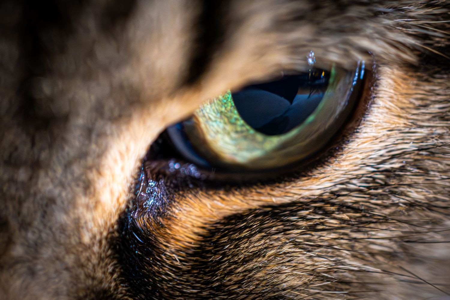 Extreme close-up macro shot of a cat's eye showing intricate details and colors.