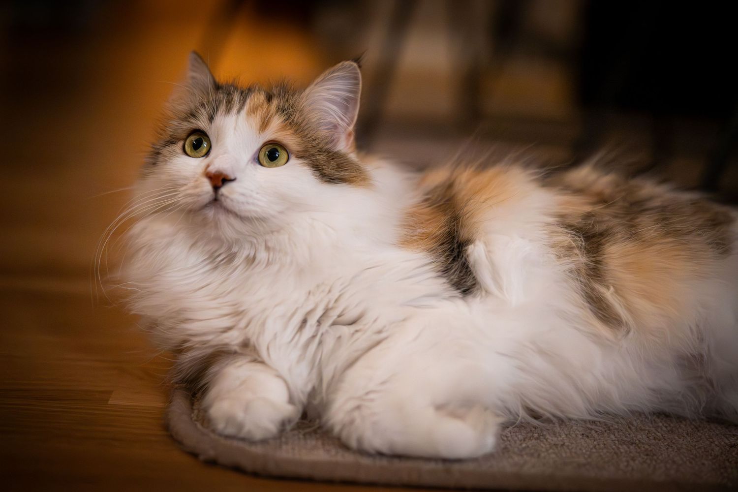 Long-haired cat lounging on carpet with soft lighting and warm tones.