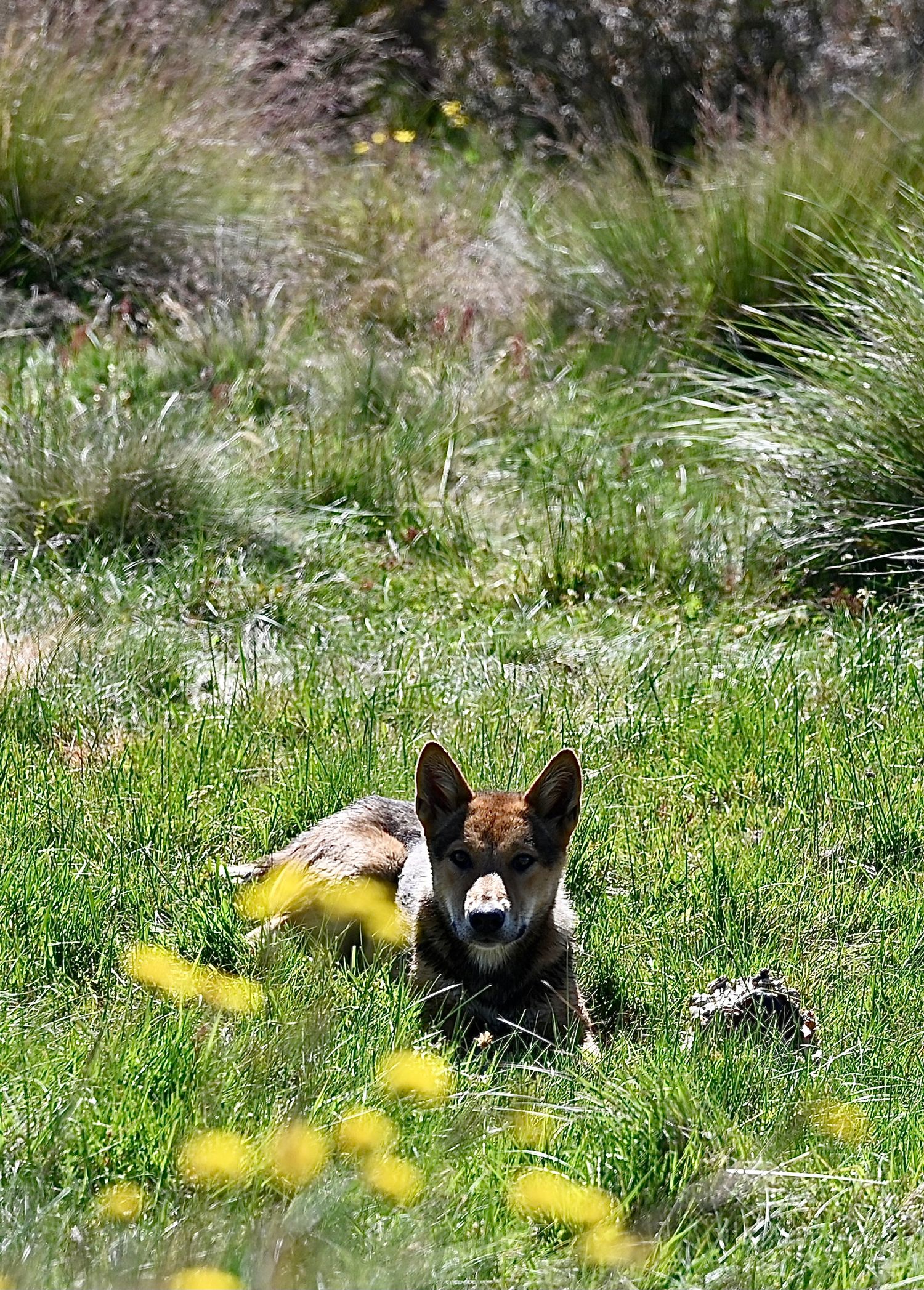 Wild dog