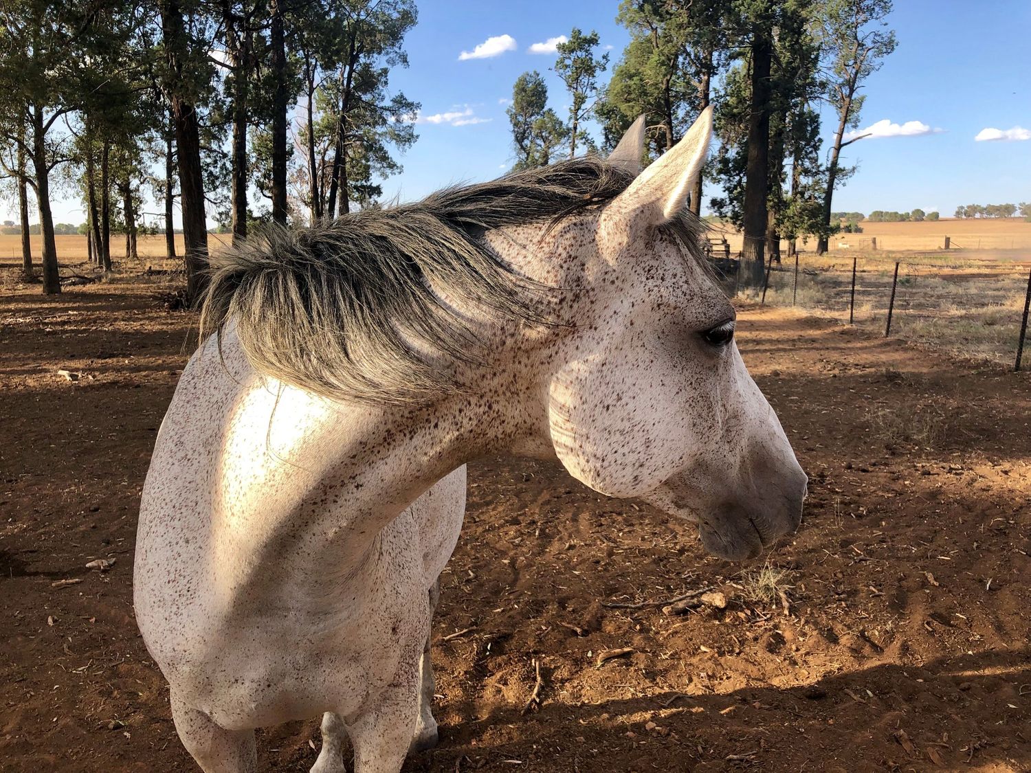 Horse