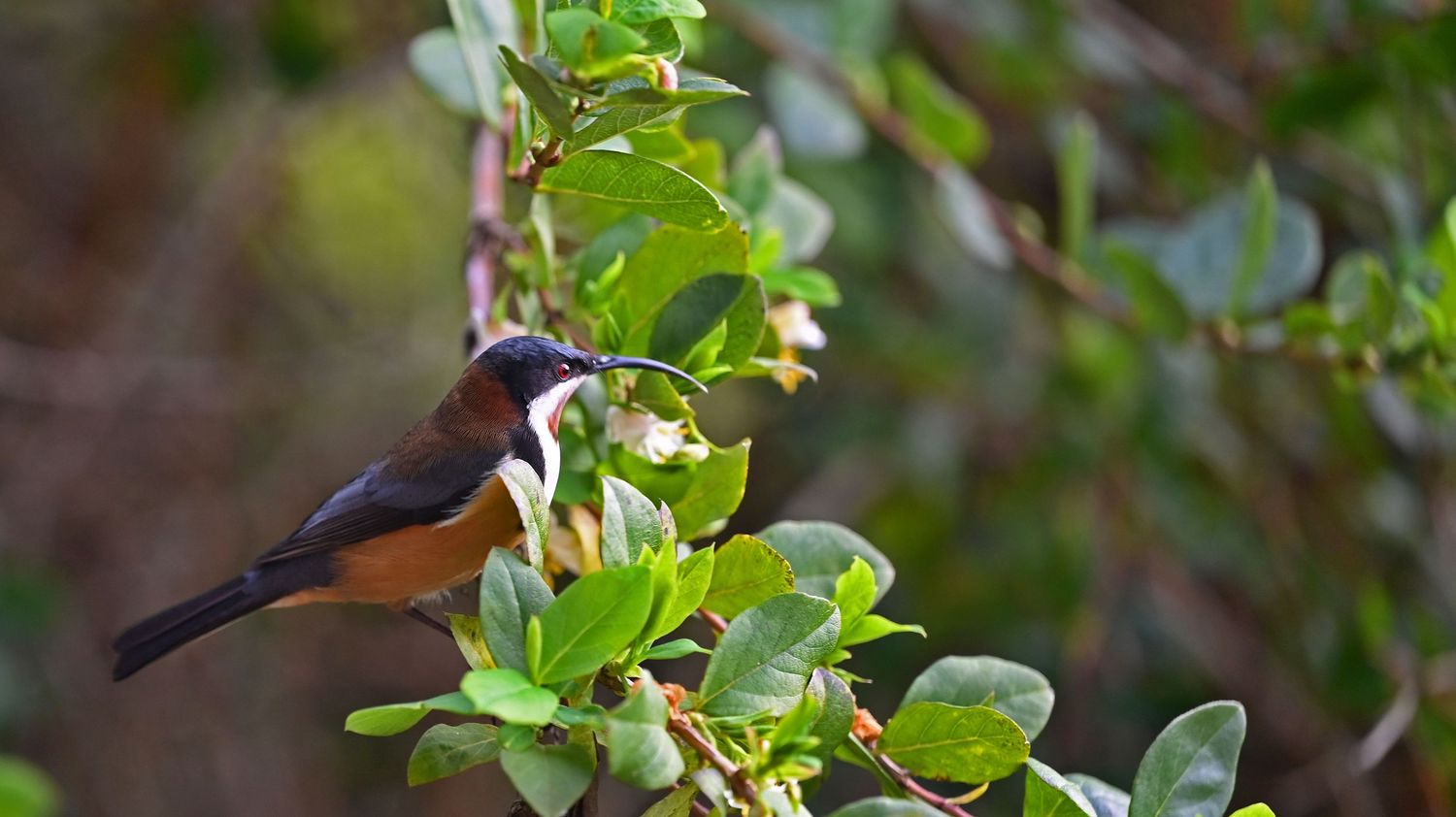 Spinebill