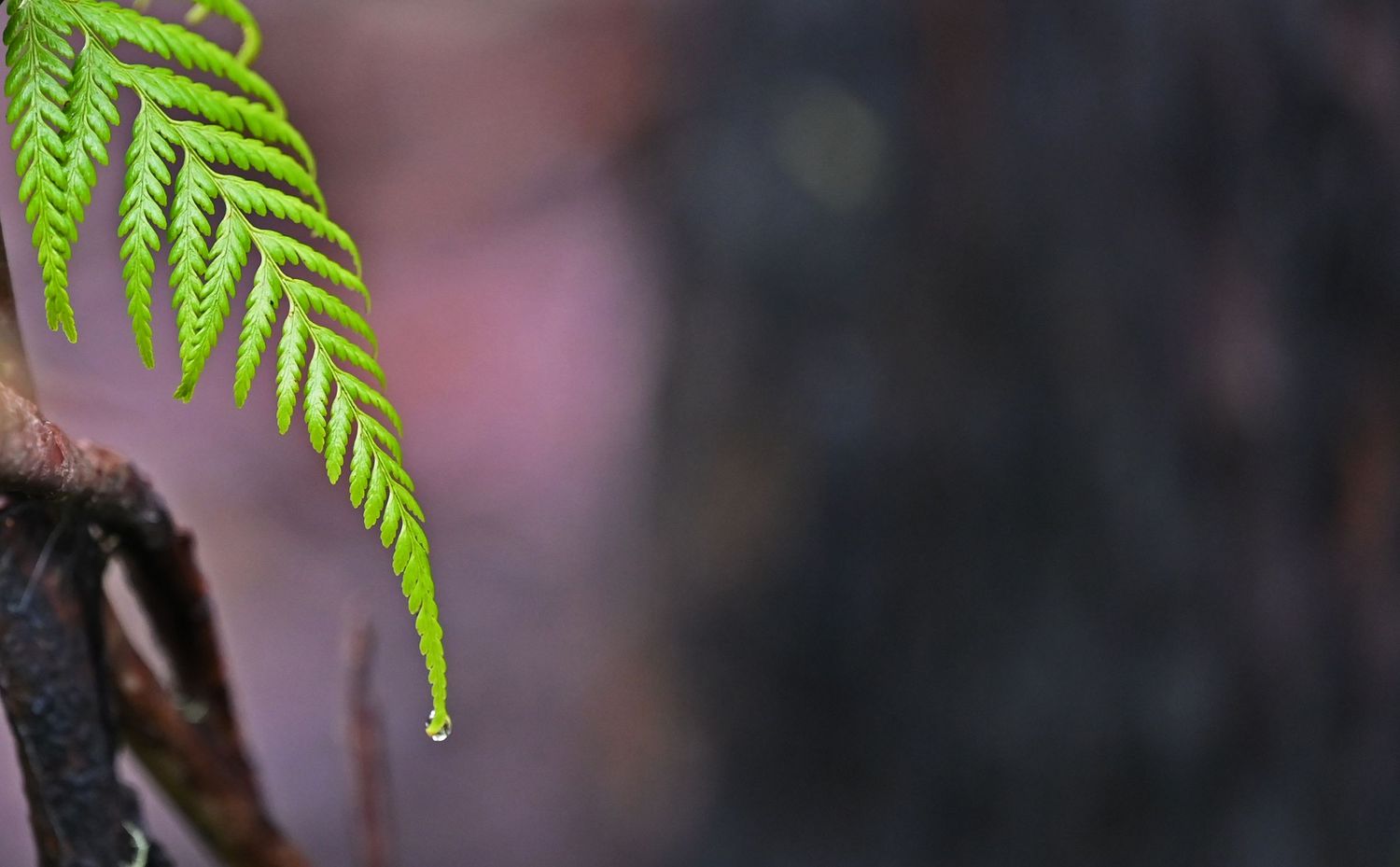 Fern leaf