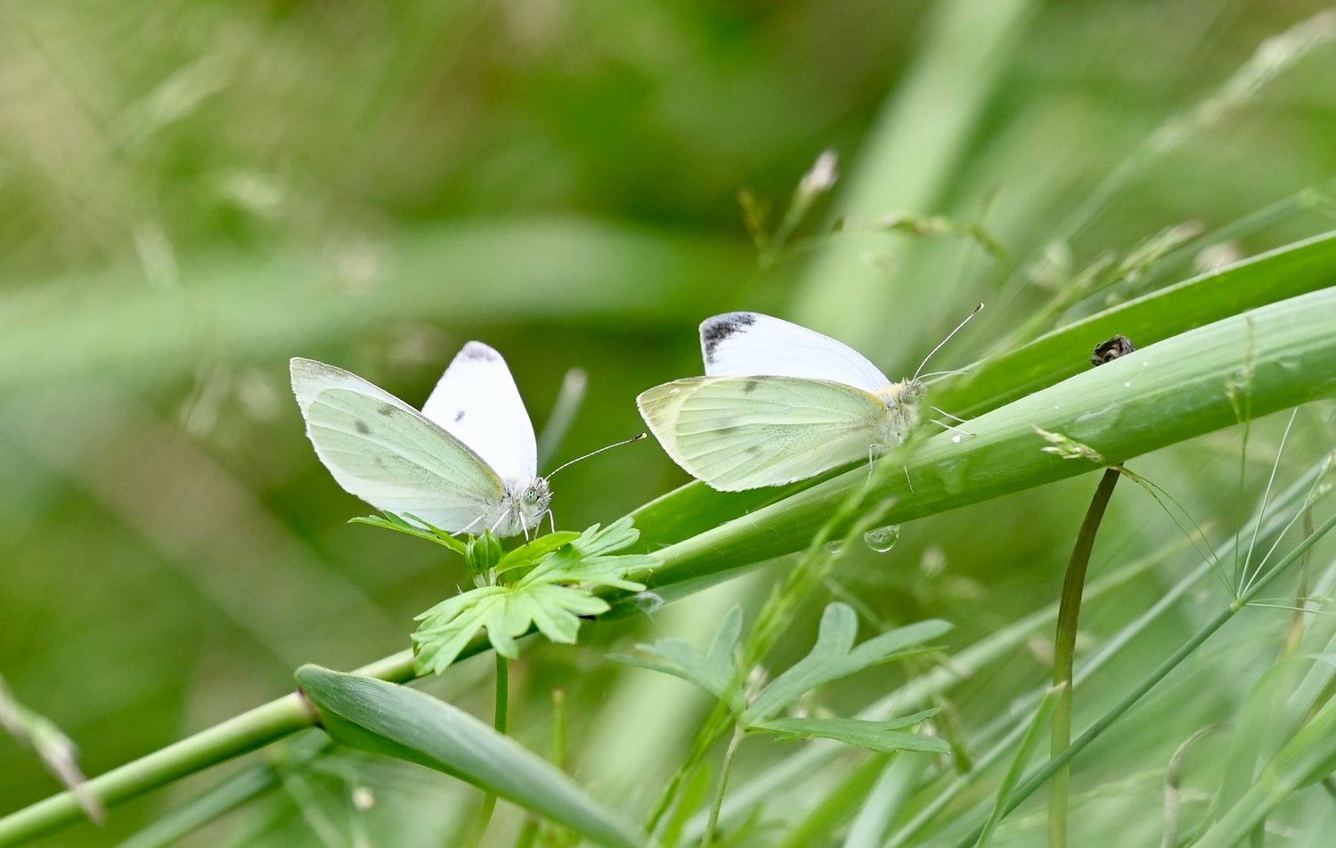 Moths