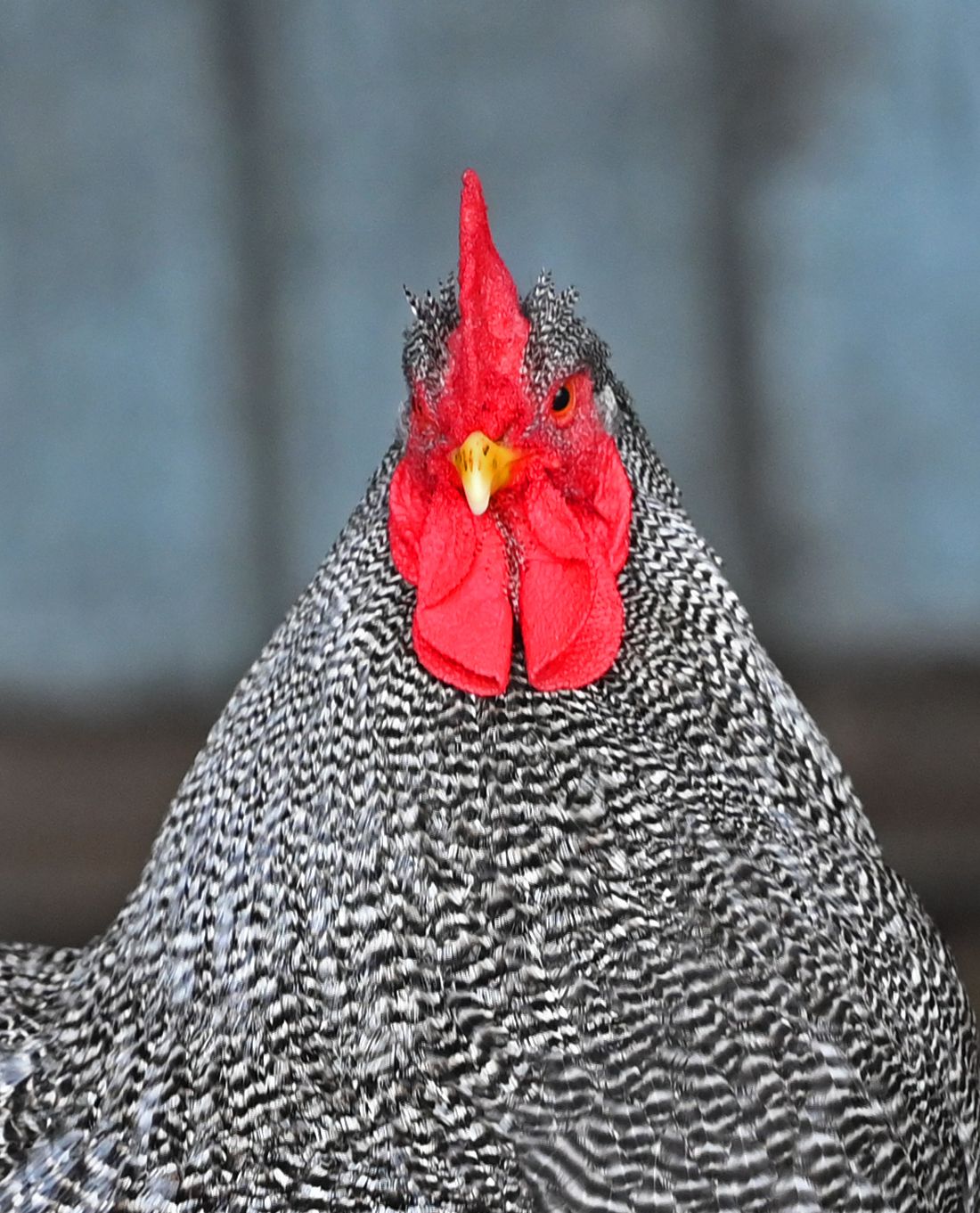 Rooster