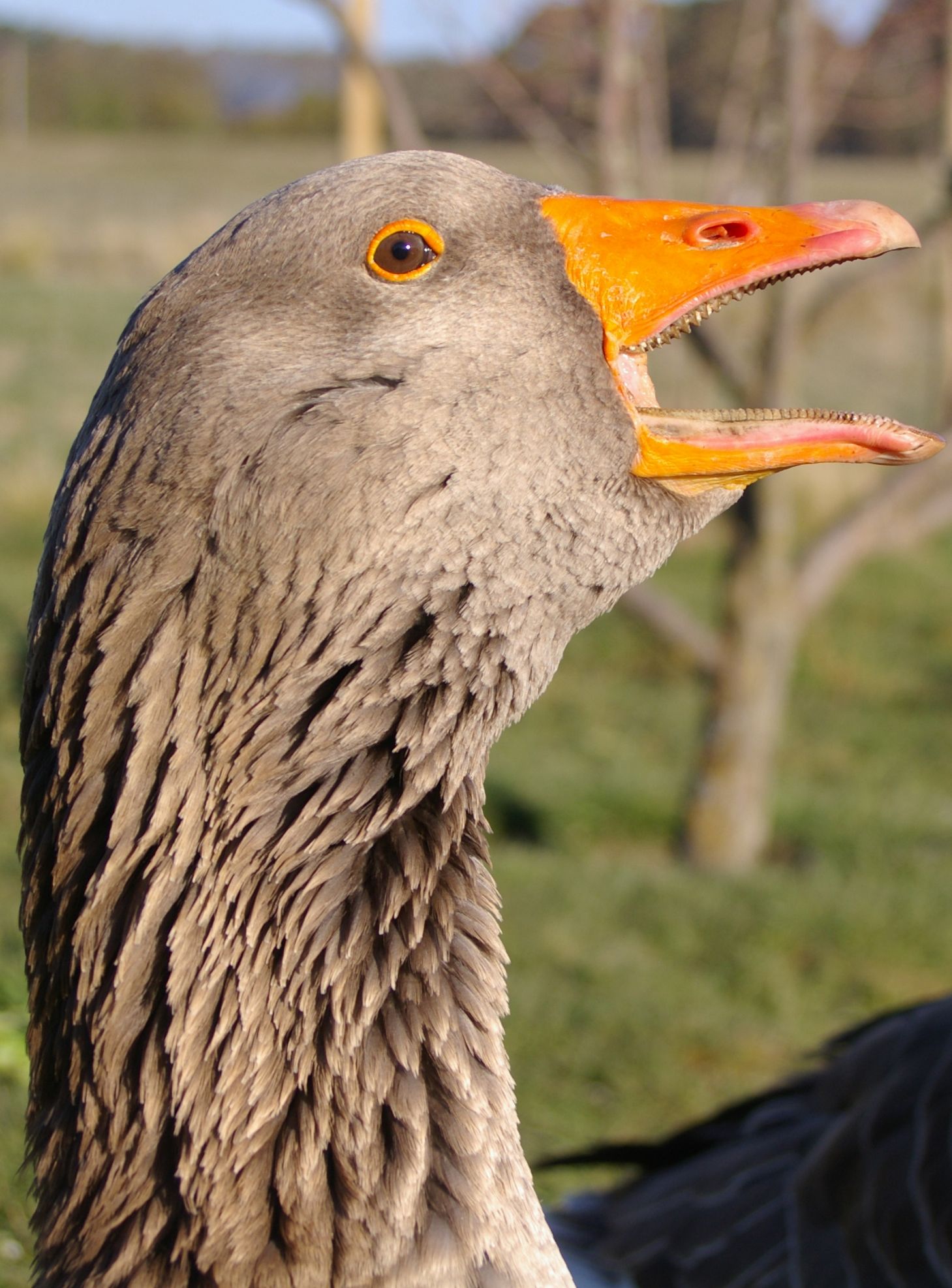 Goose