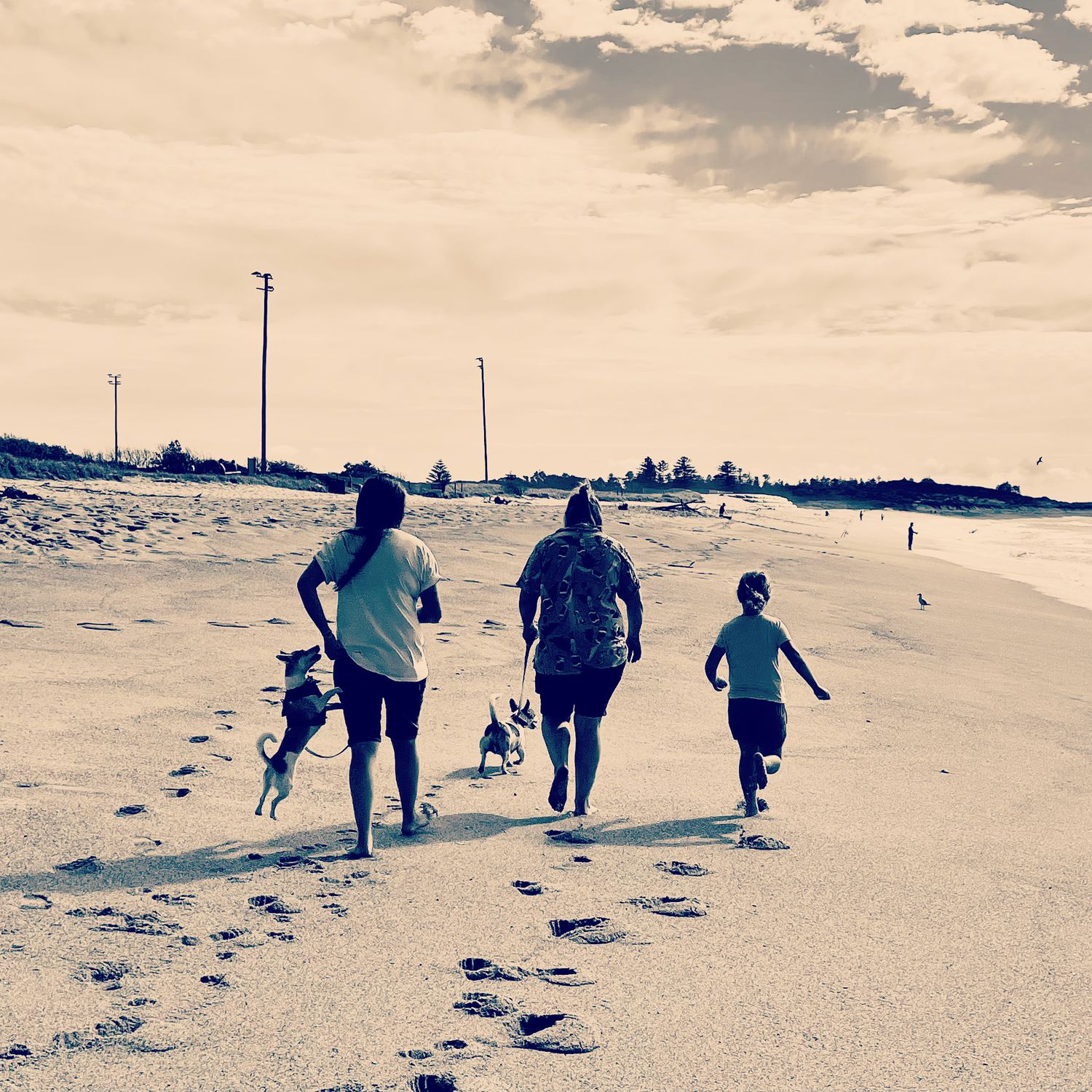 Friends and dogs on a beach