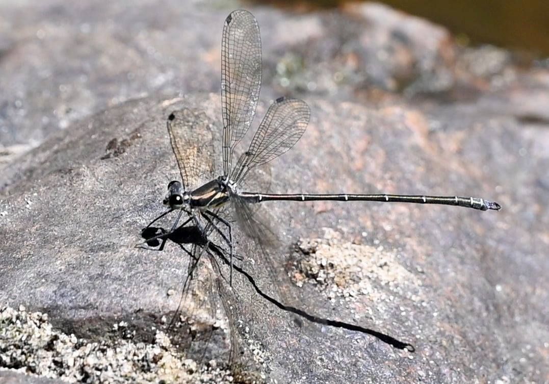 Damsel Fly