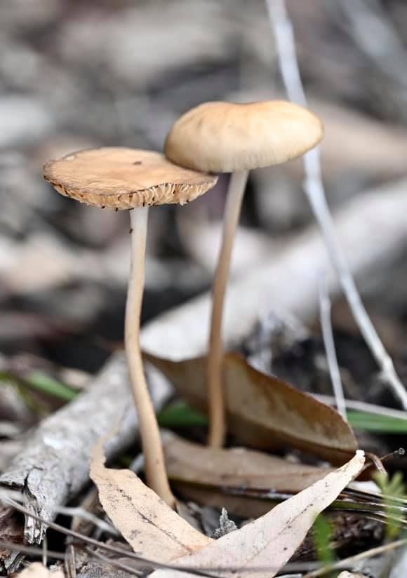 Fungus