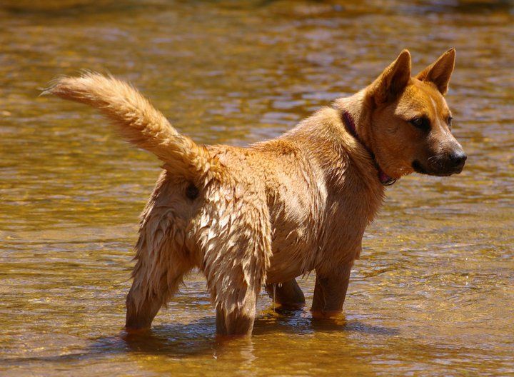 Dog