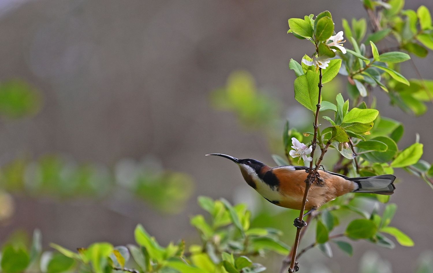 Spinebill