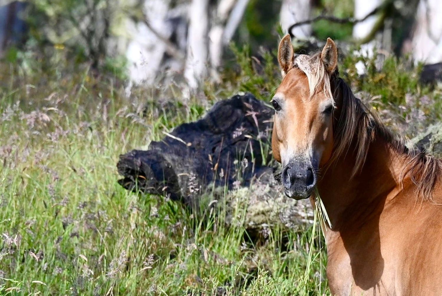 Brumby horse