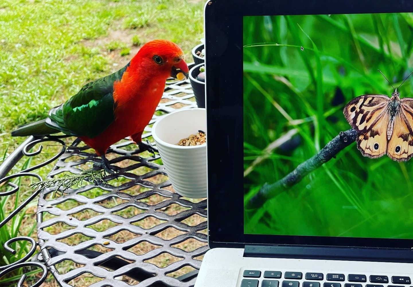 Parrot