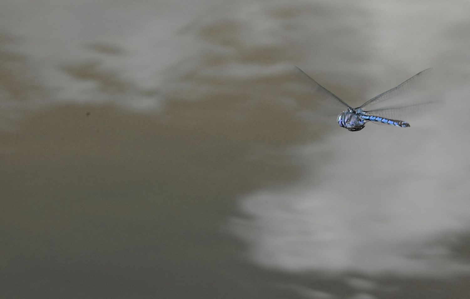 Dragonfly edited