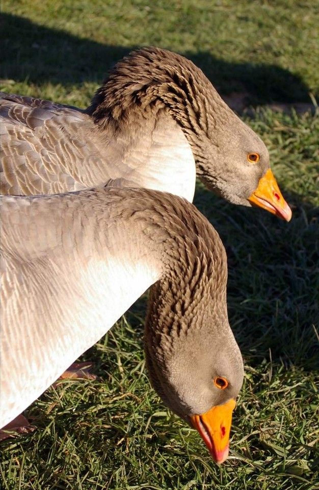 Geese