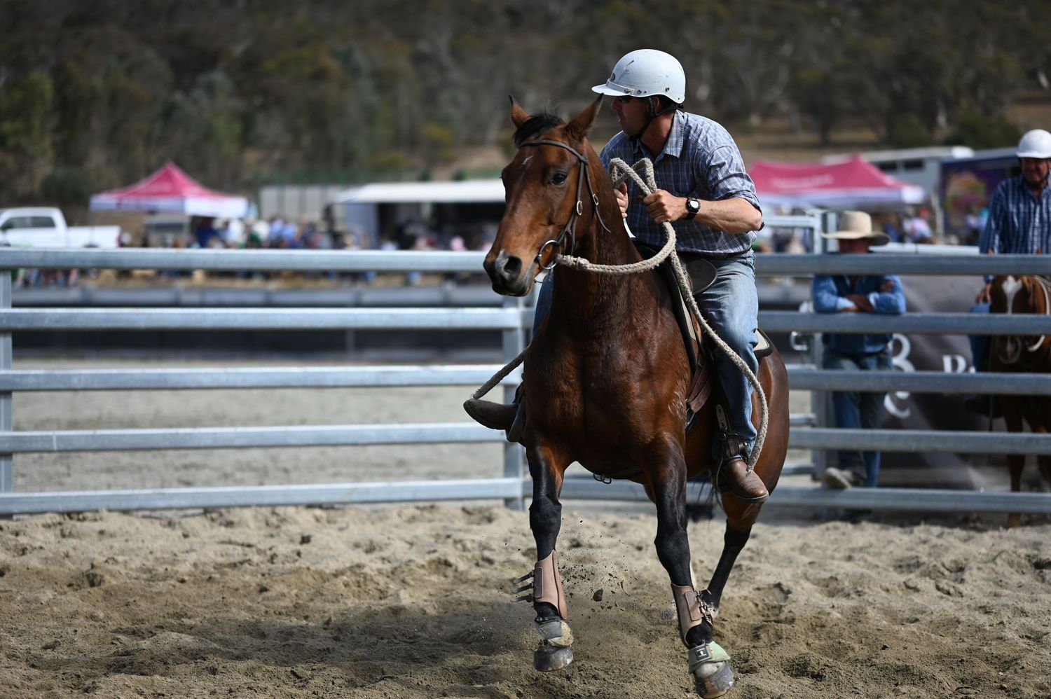 Campdrafting