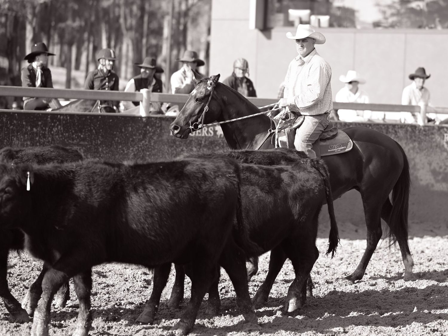 Campdrafting