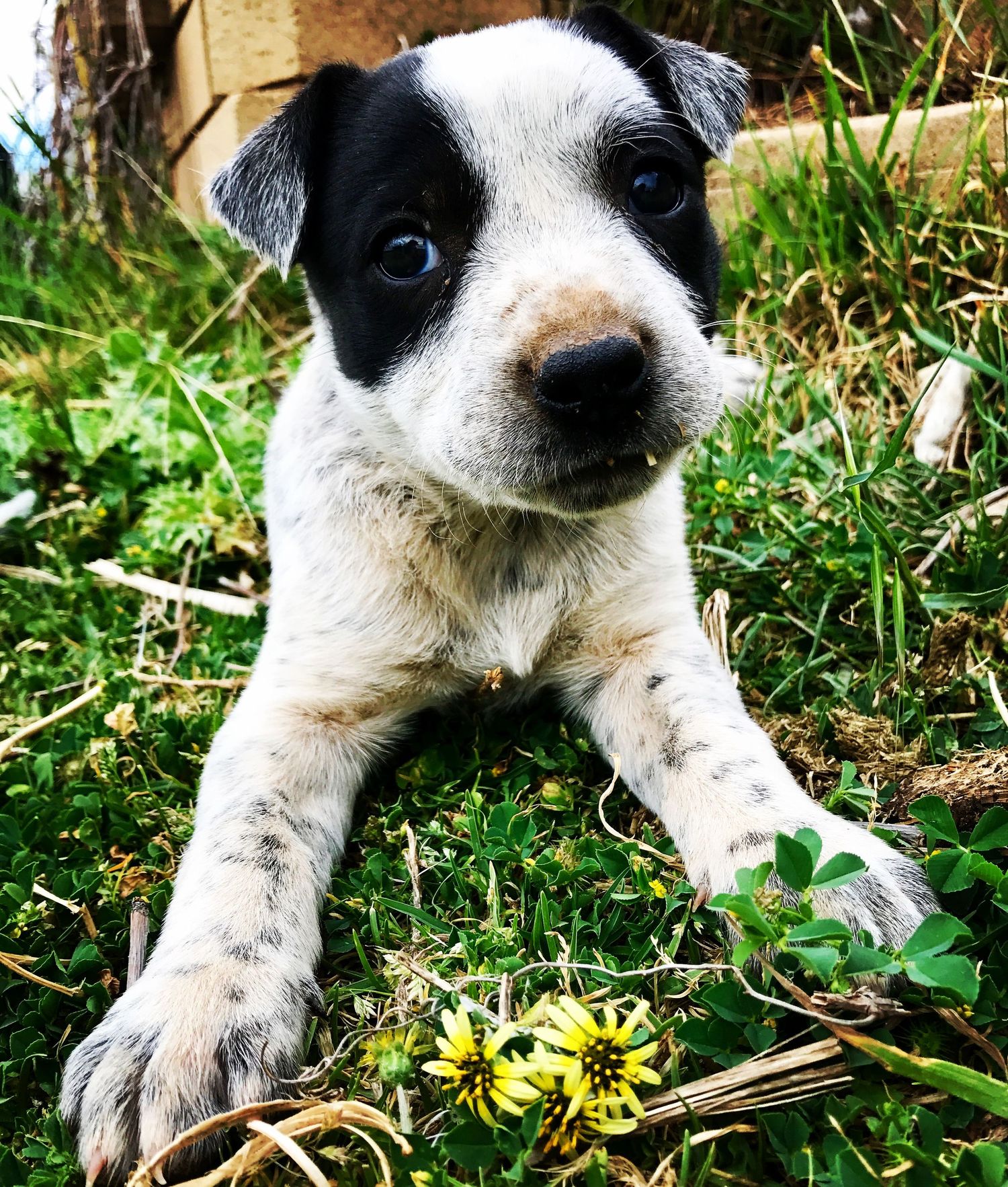 Puppy