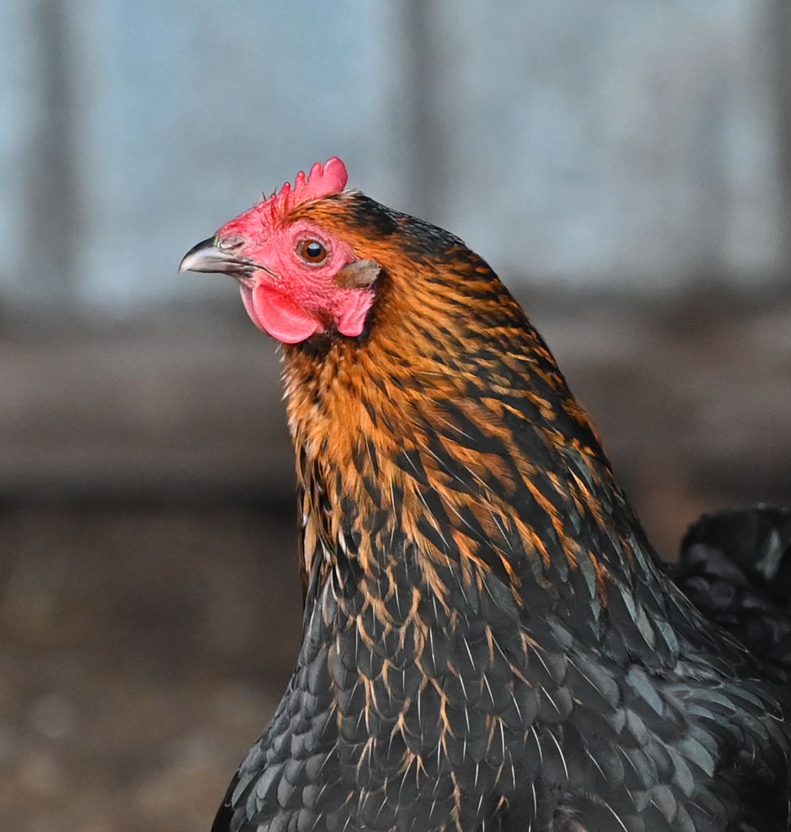 Chicken