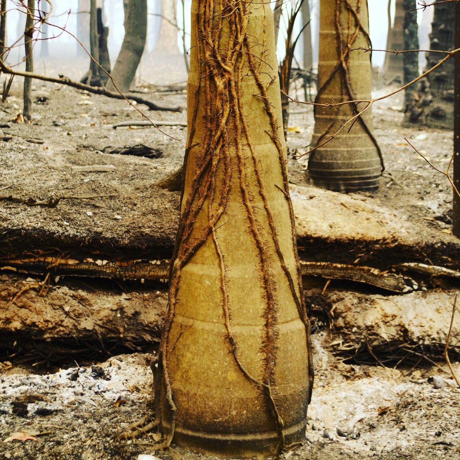 After fires