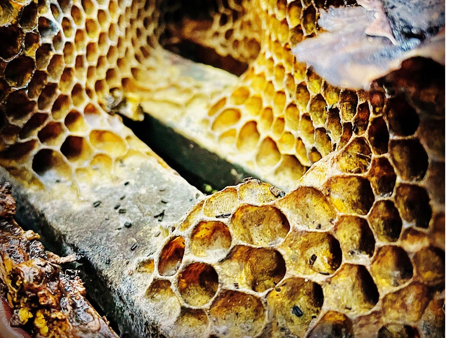Honeycomb